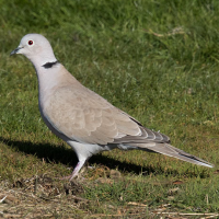 Eurasian Collared Dove